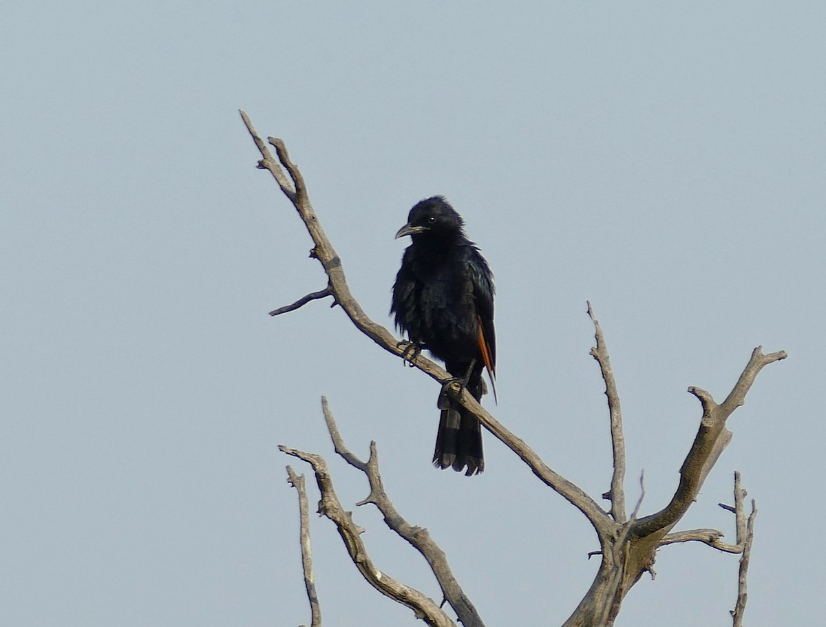 Tristram's Starling - ML535124701