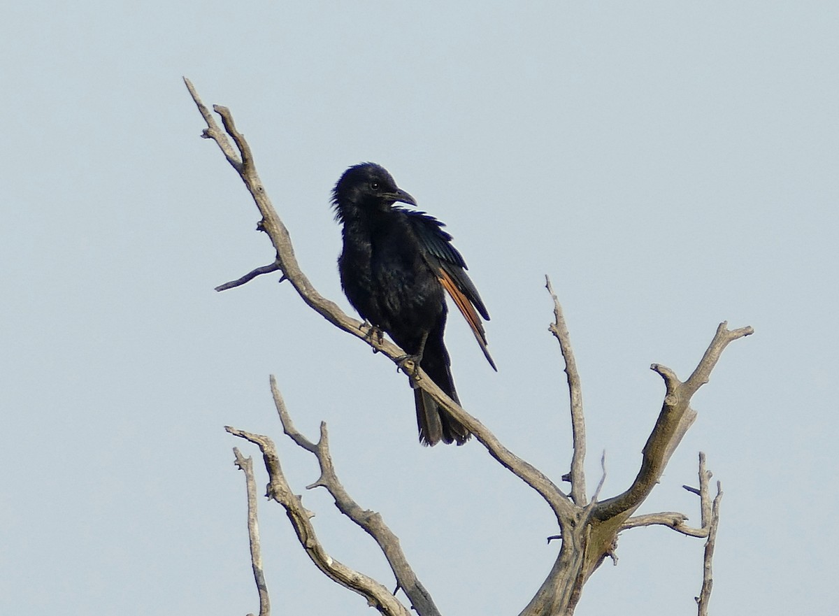 Tristram's Starling - ML535124711