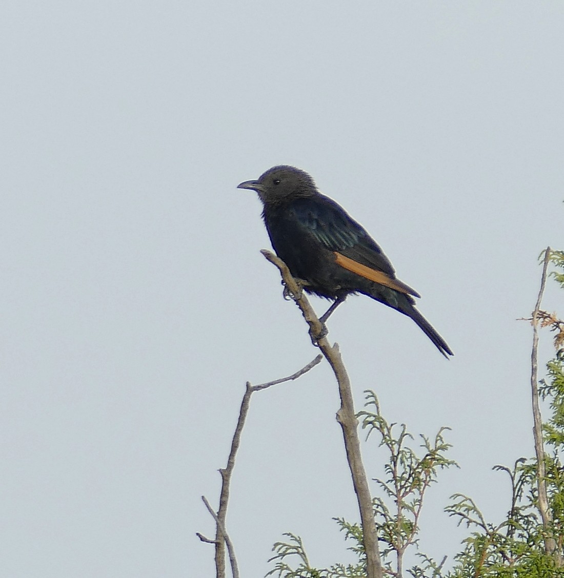 Tristram's Starling - Jens Thalund