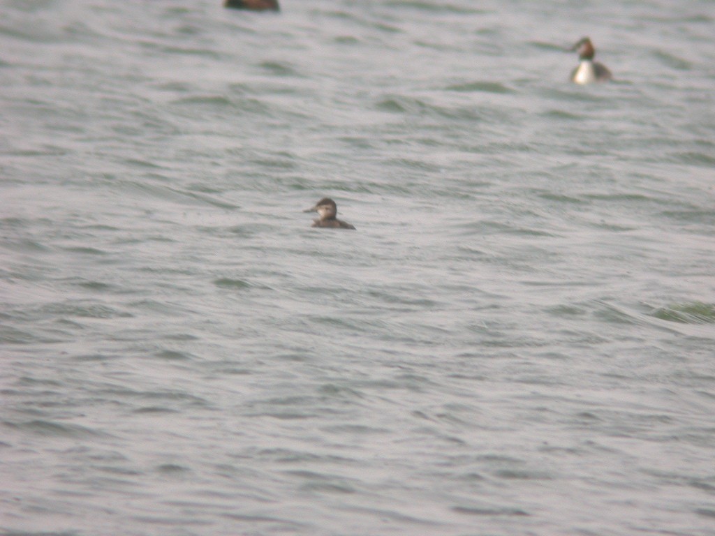 Ruddy Duck - ML535125011