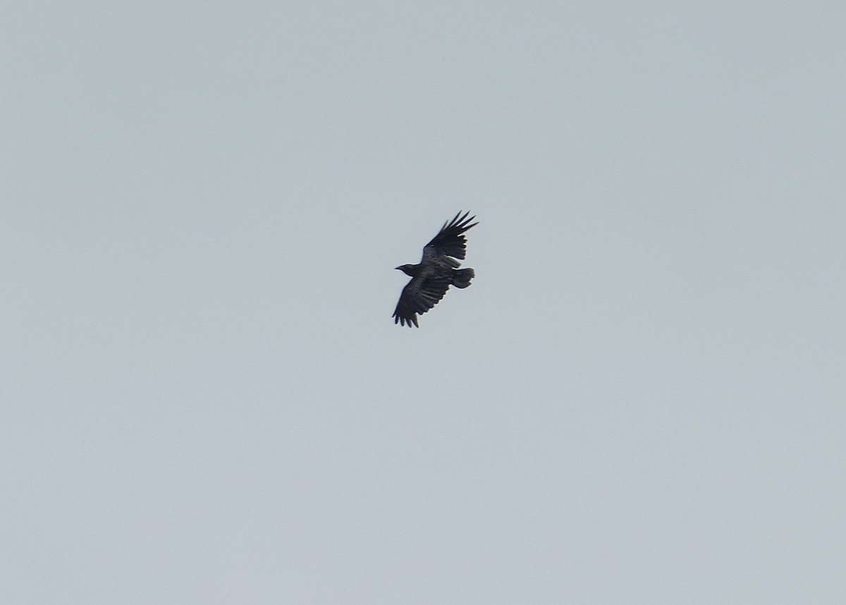 Fan-tailed Raven - ML535125251