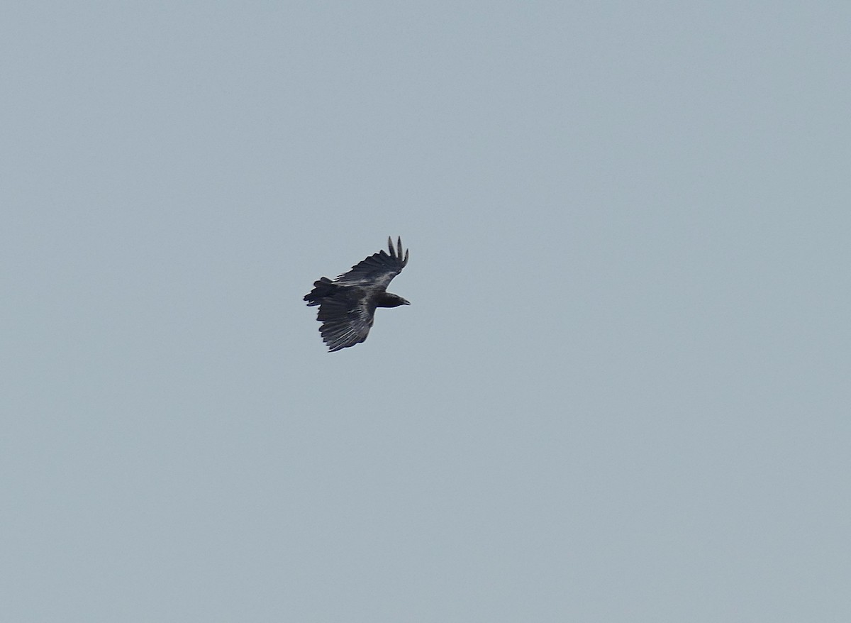 Fan-tailed Raven - ML535125261
