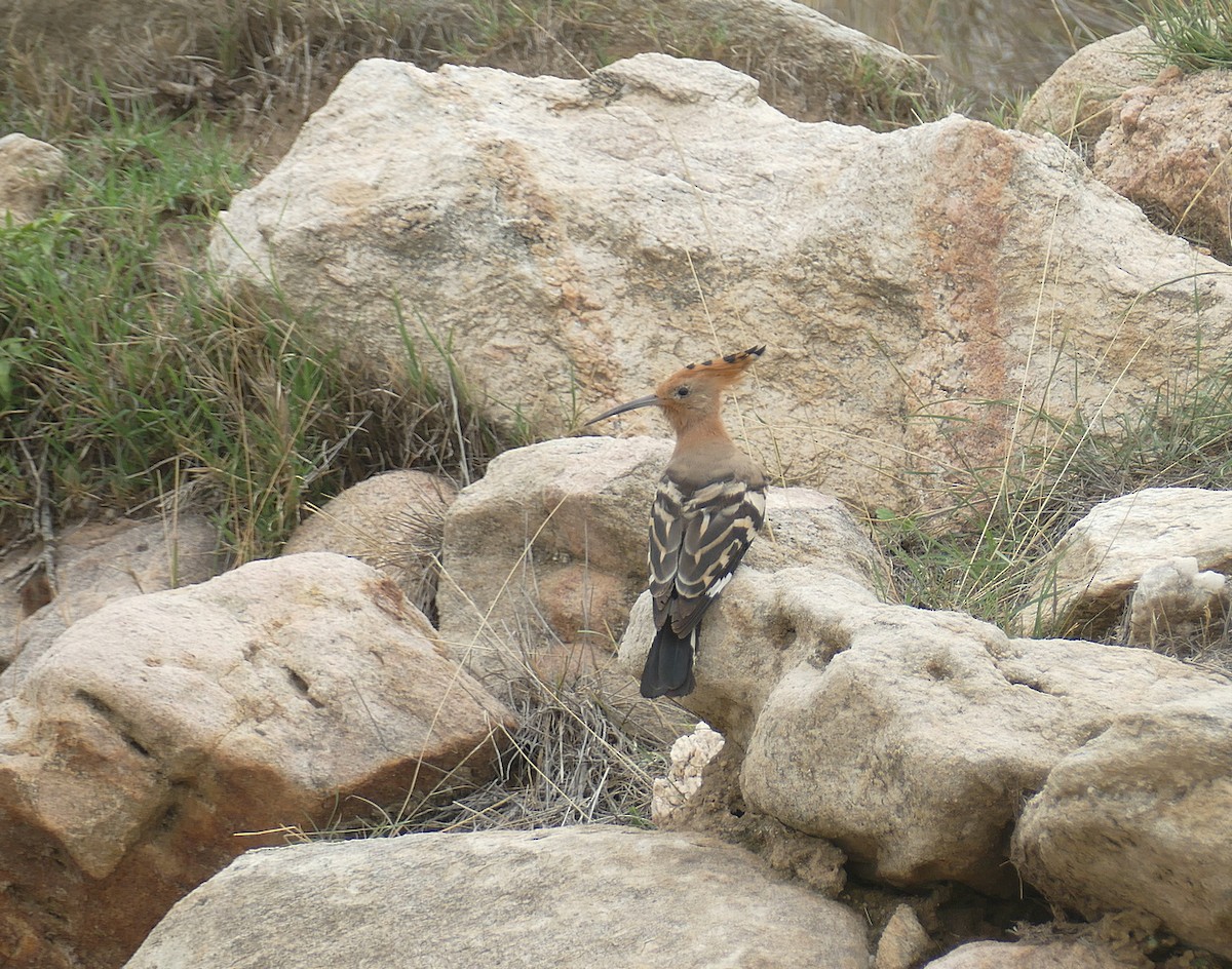 Eurasian Hoopoe - ML535125591