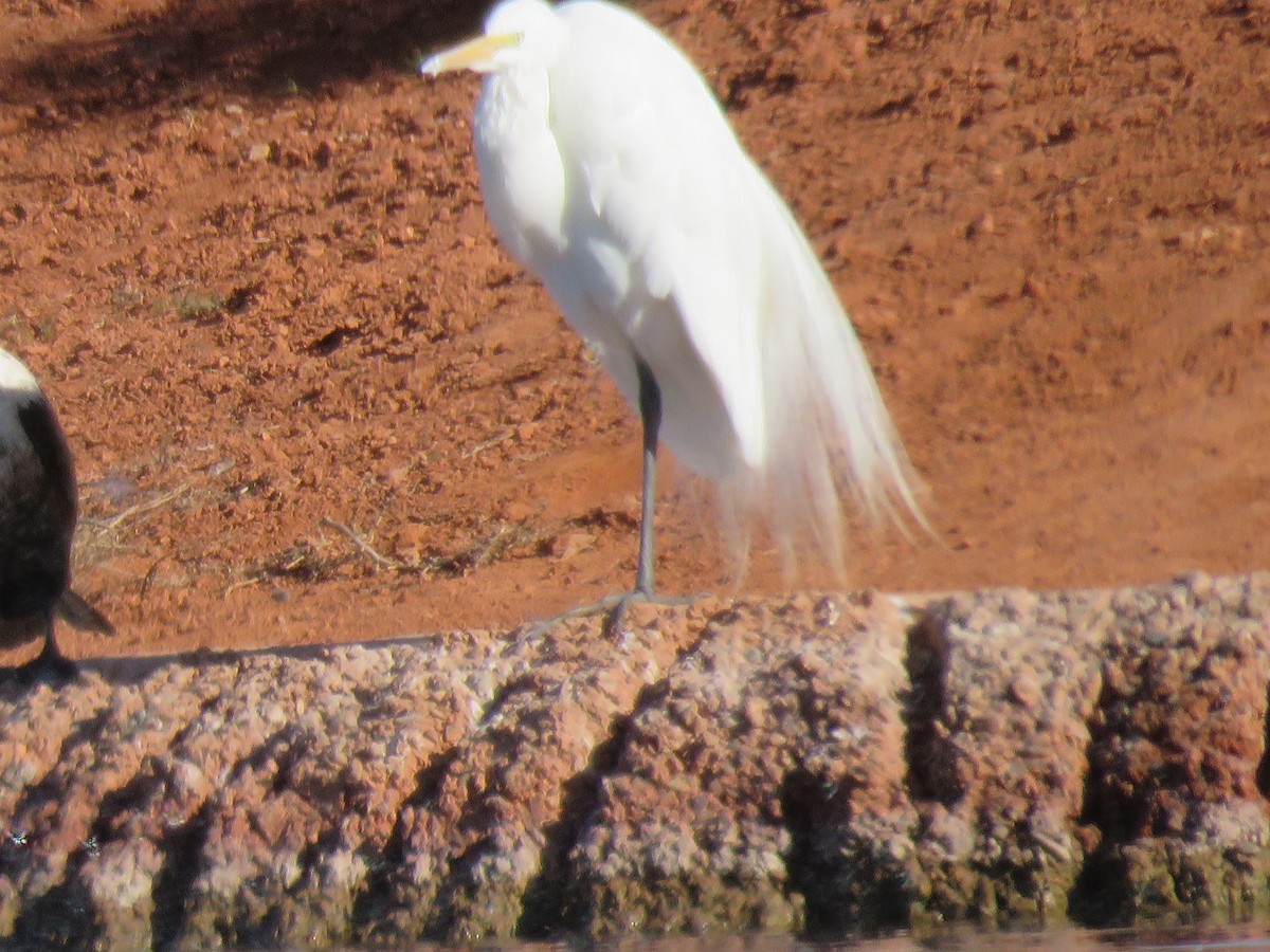 Great Egret - ML53512741