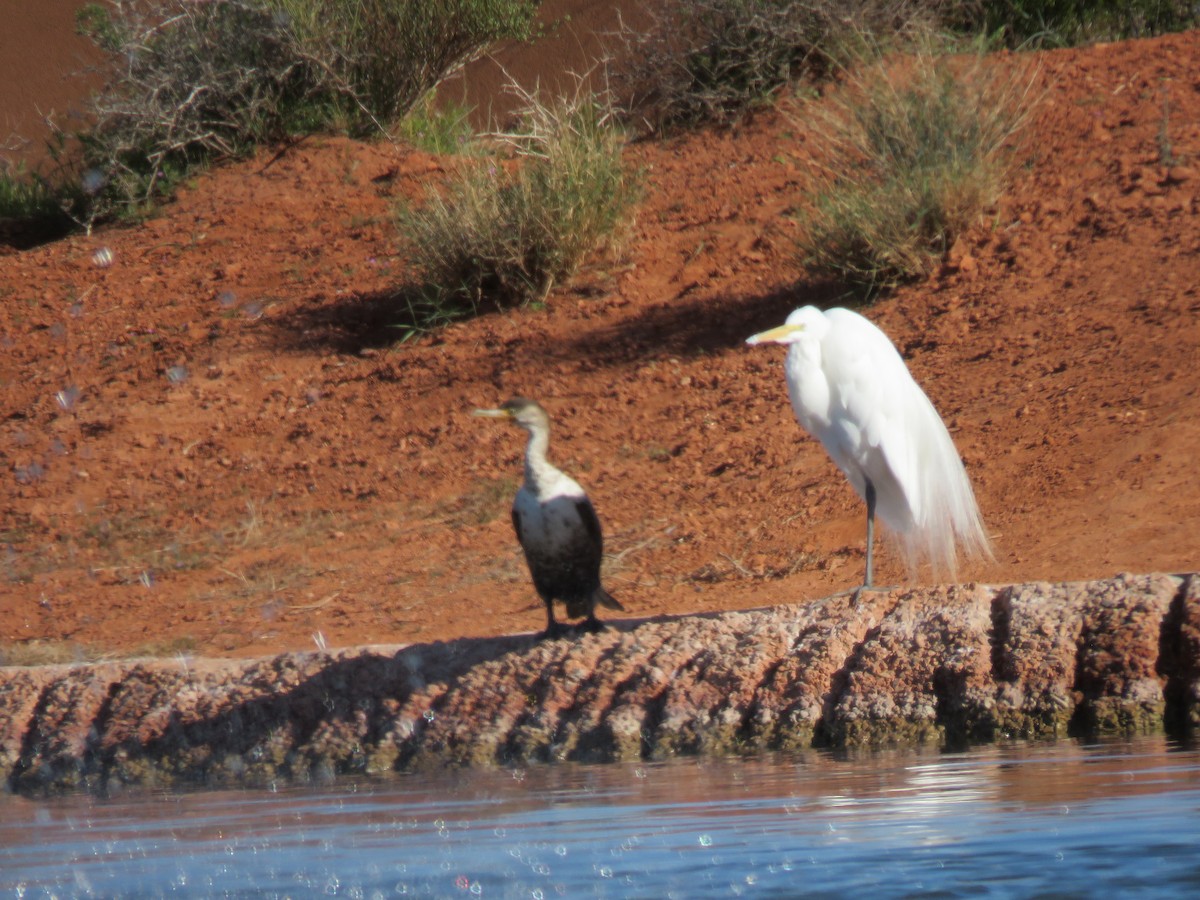 Double-crested Cormorant - ML53512751