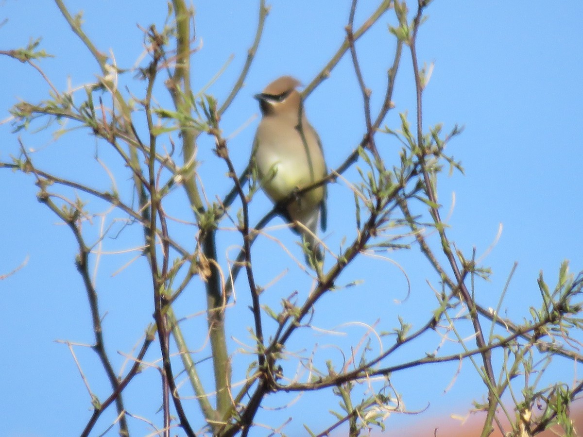 Cedar Waxwing - ML53512761