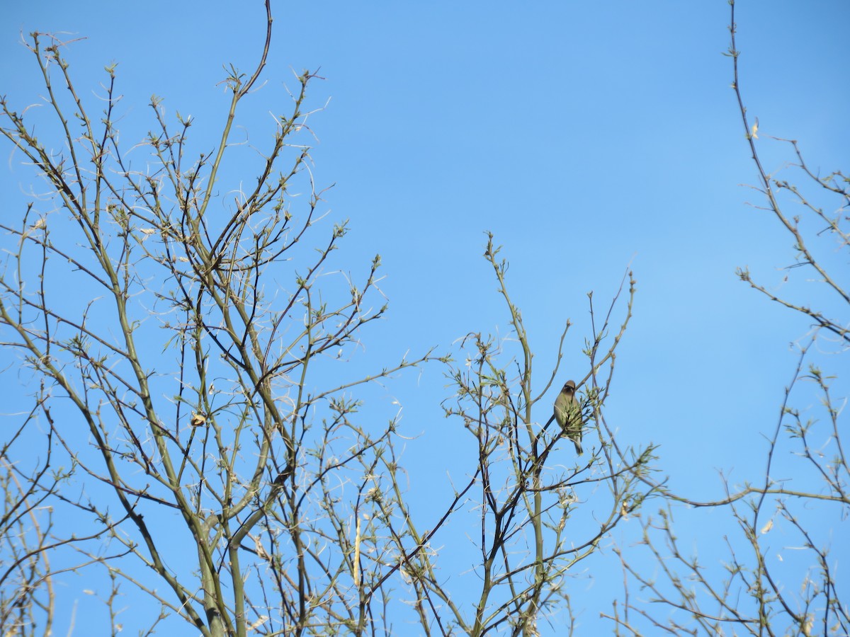 Cedar Waxwing - ML53512771