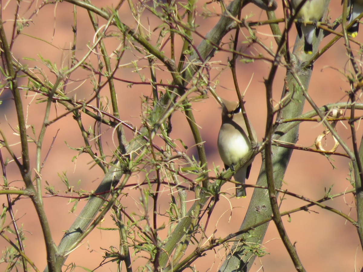 Cedar Waxwing - Suzi Holt