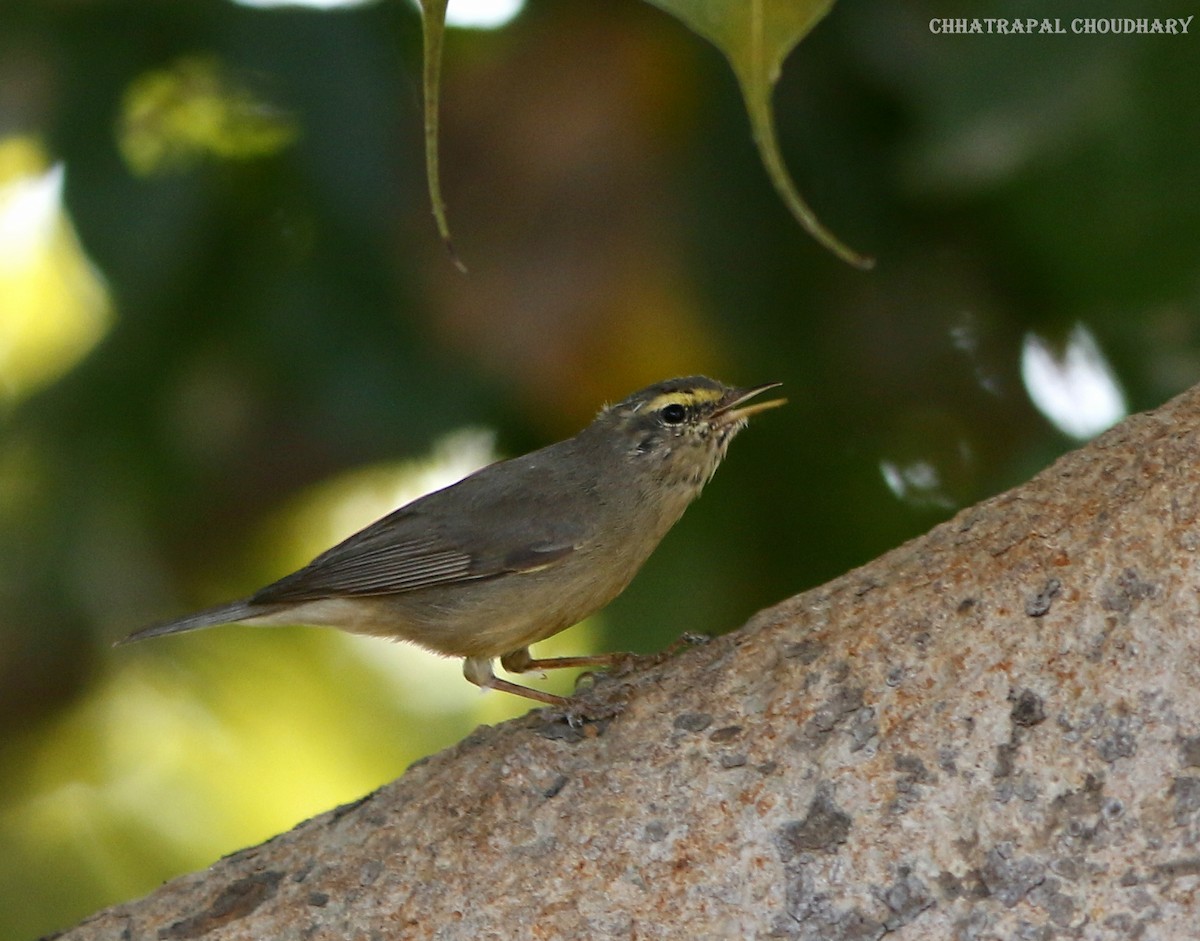 Mosquitero del Pamir - ML535127971