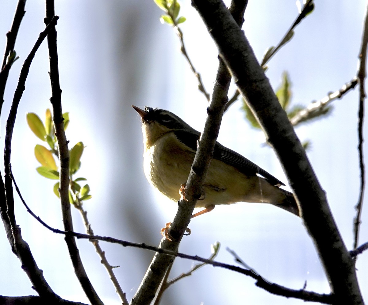 Black-throated Blue Warbler - ML535128081