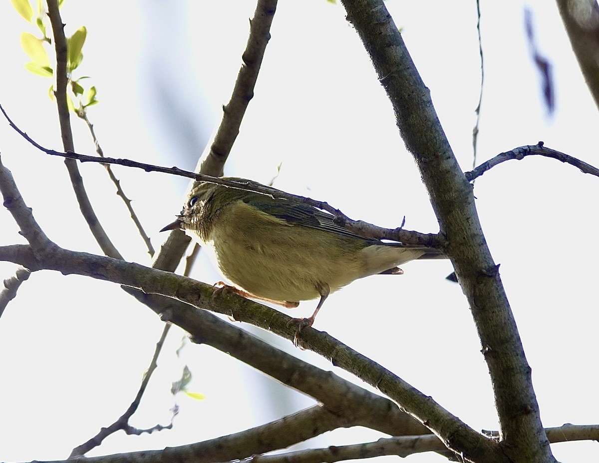 Black-throated Blue Warbler - ML535128091