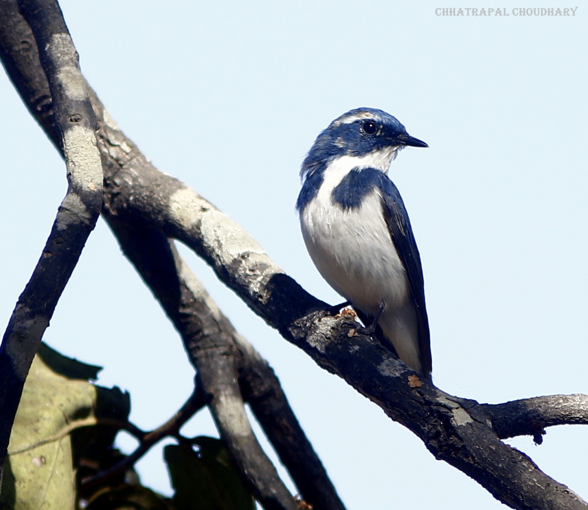 Ultramarine Flycatcher - ML535128171