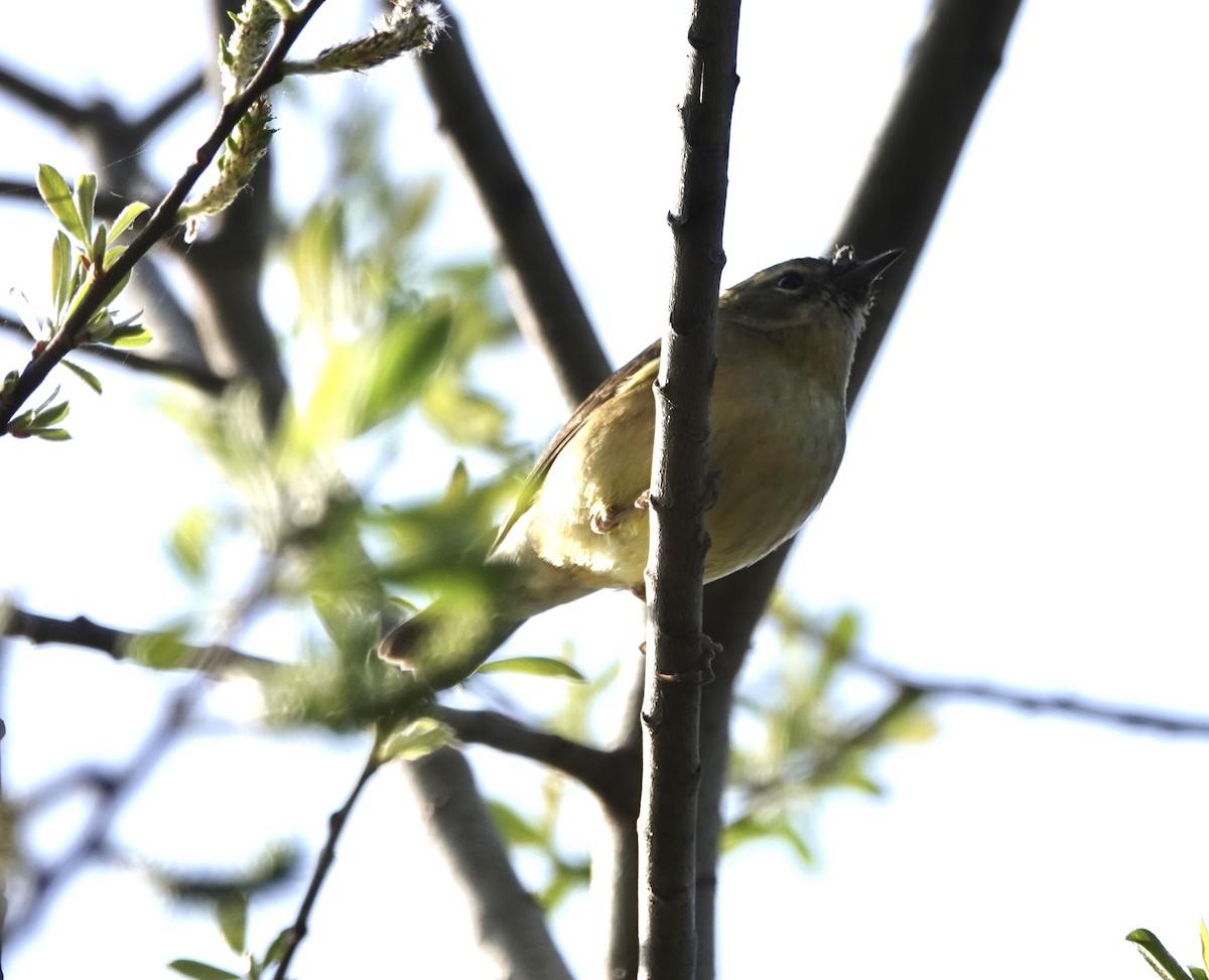 Black-throated Blue Warbler - ML535128201