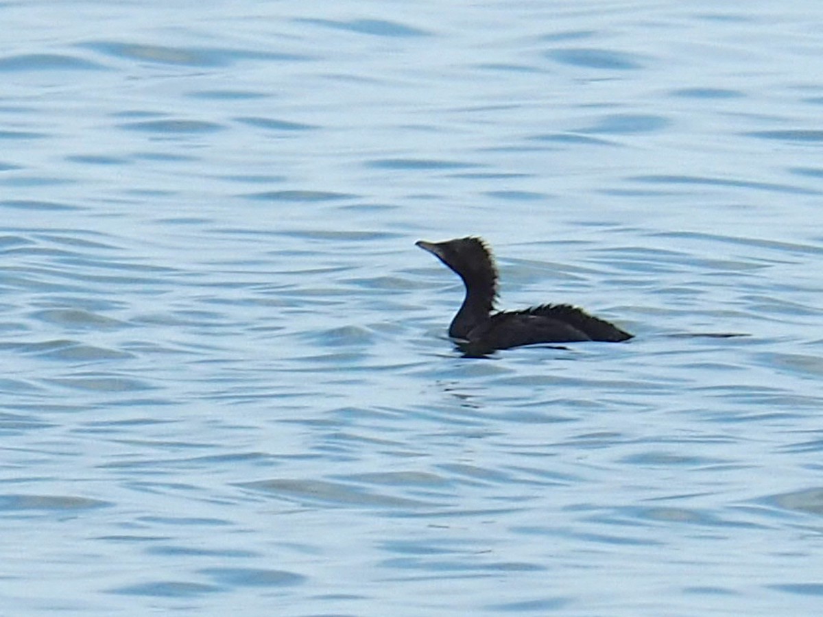 Pygmy Cormorant - Sergey Buben