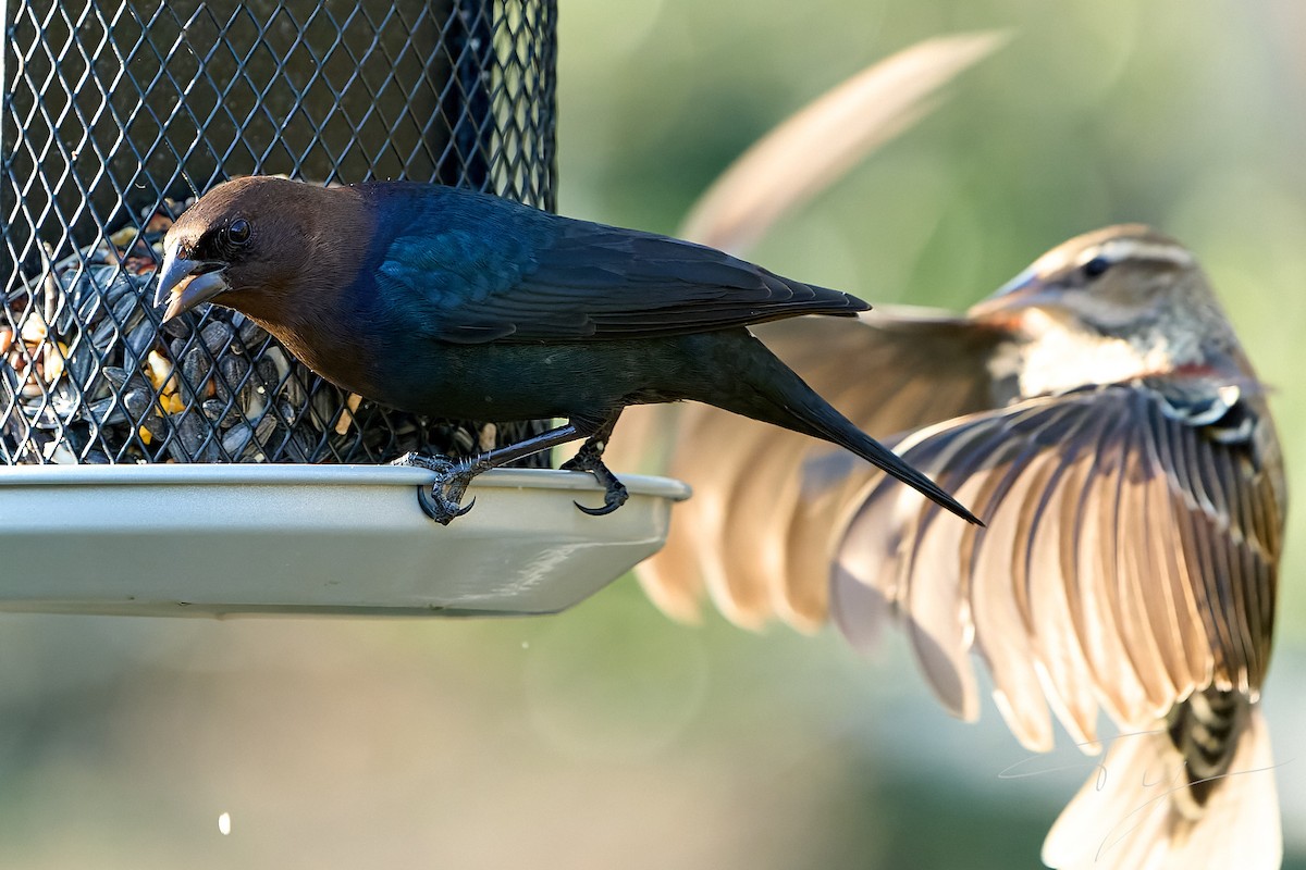 Brown-headed Cowbird - Ty Leman