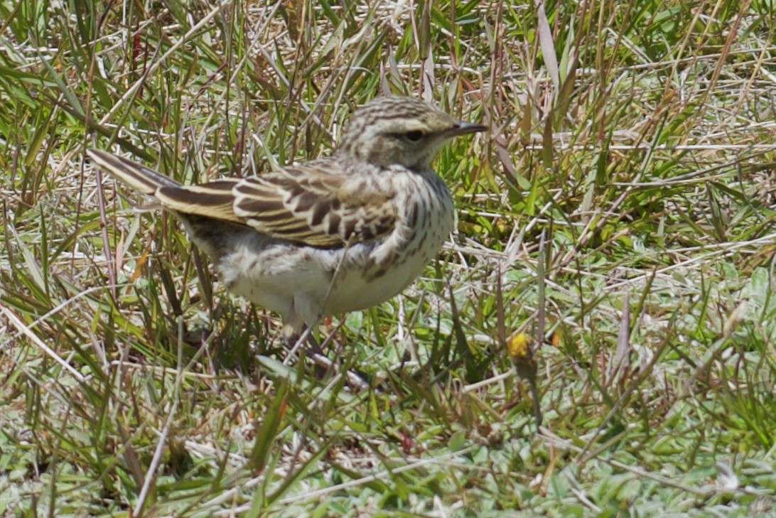 New Zealand Pipit - ML535134541
