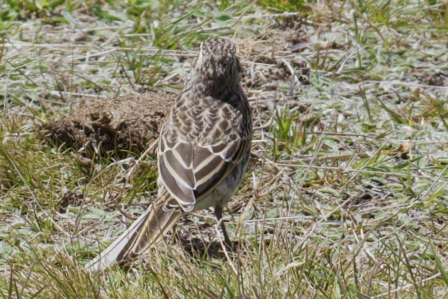 New Zealand Pipit - ML535134581