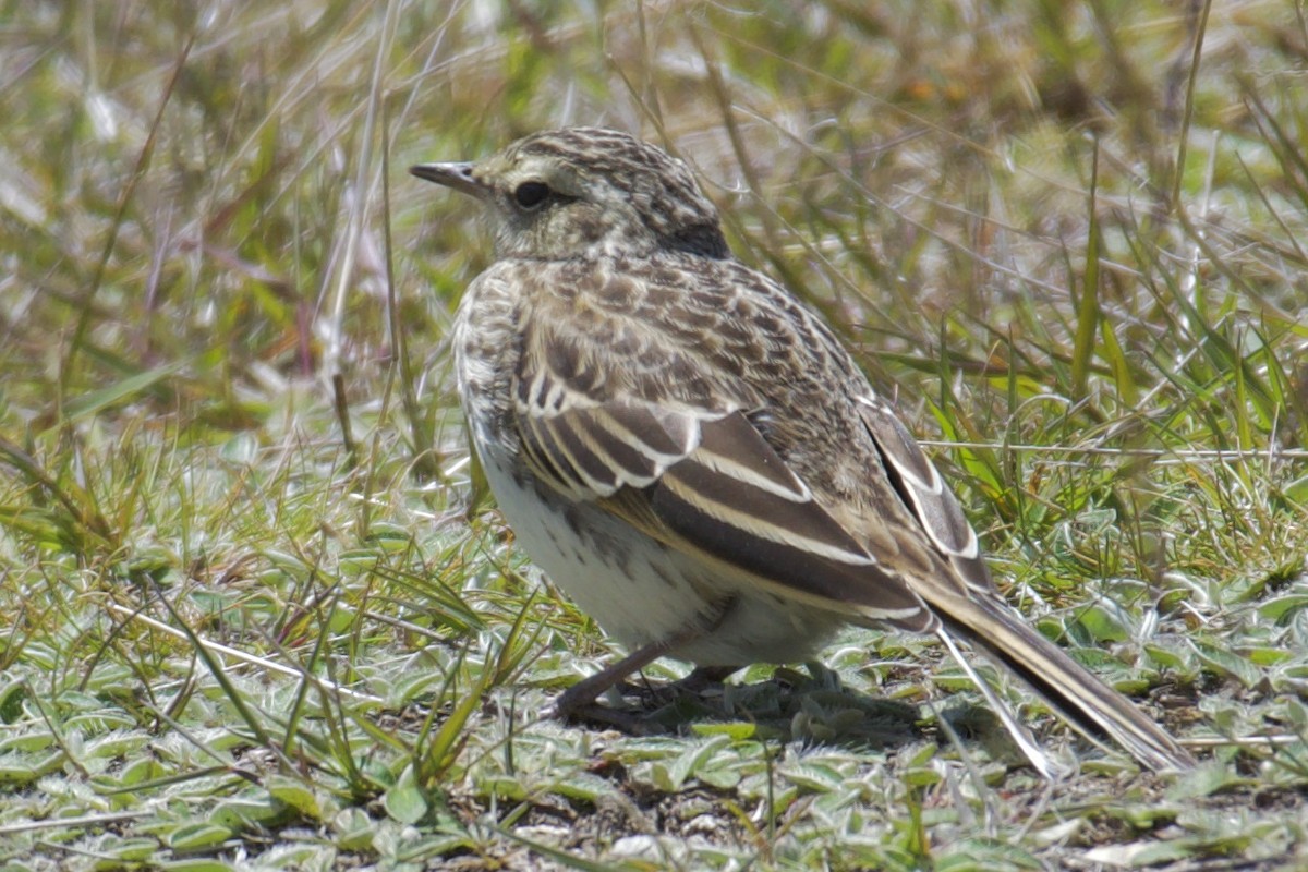 New Zealand Pipit - ML535134621