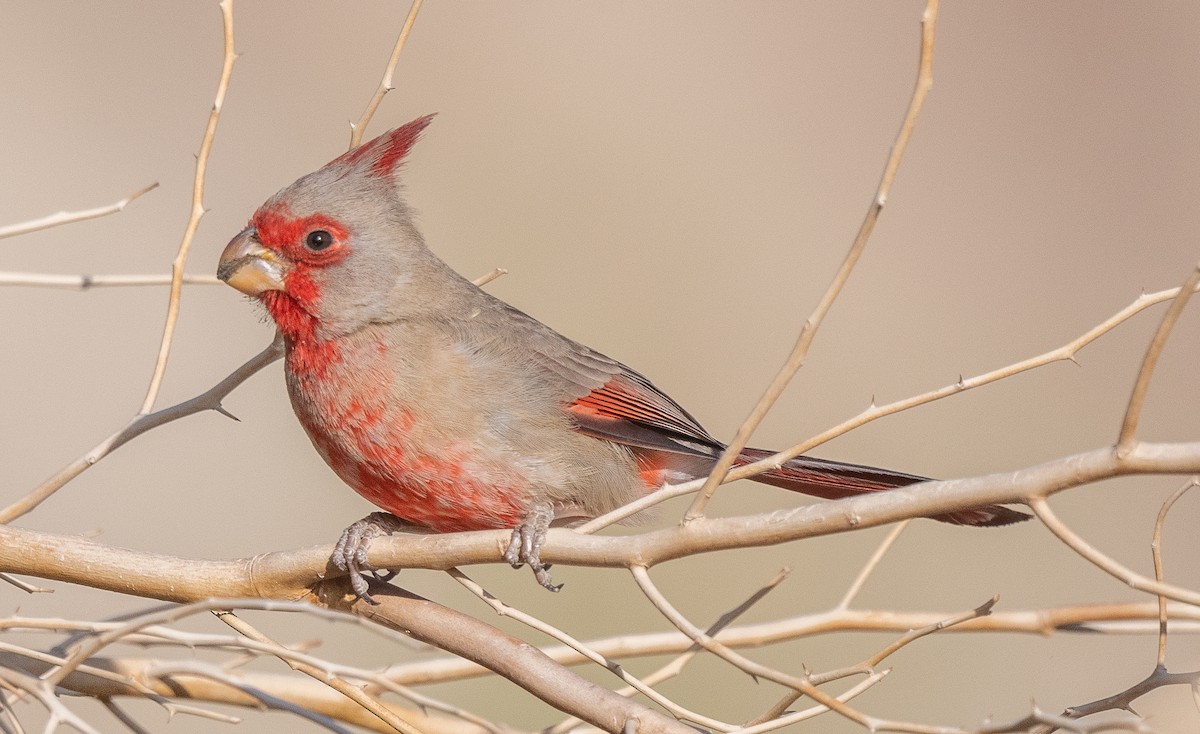 Pyrrhuloxia - ML535134681