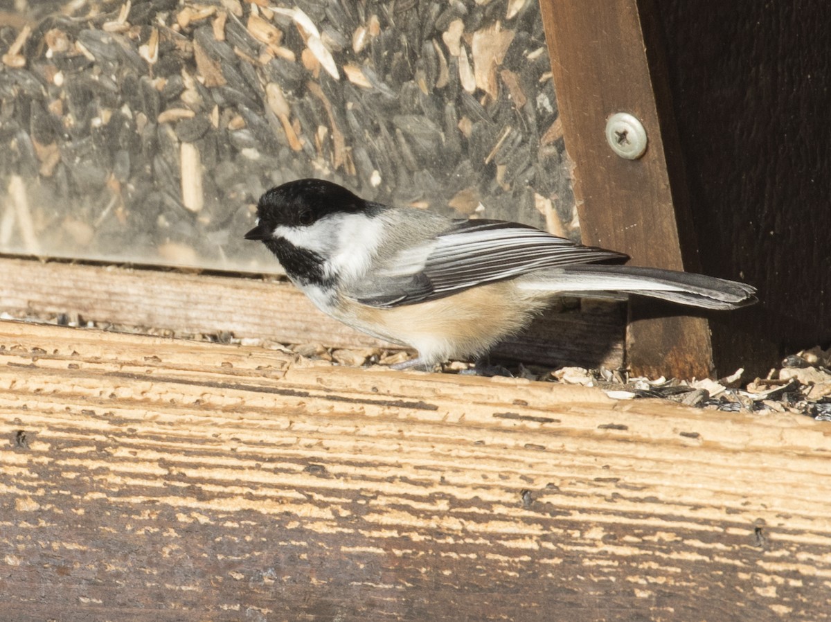 Black-capped Chickadee - ML535135361