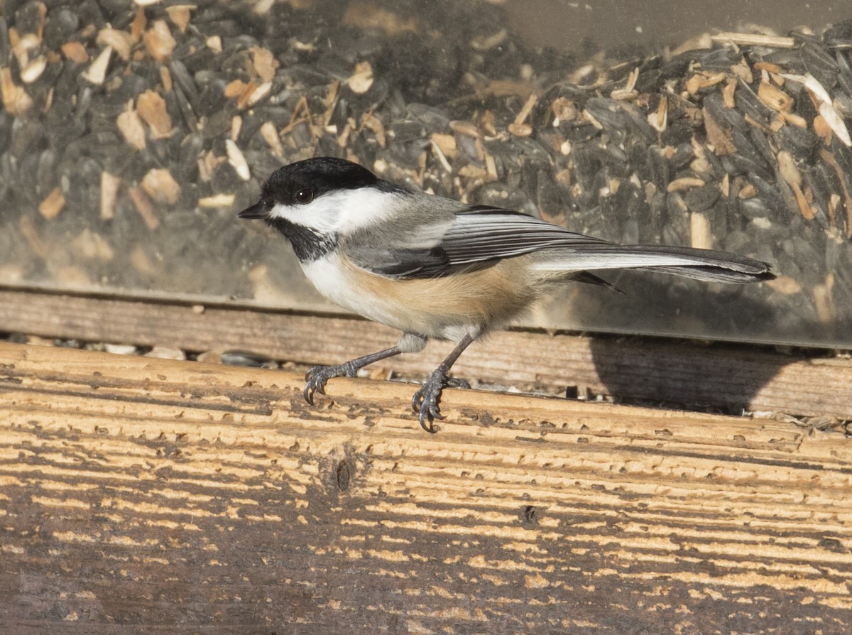 Black-capped Chickadee - ML535135371