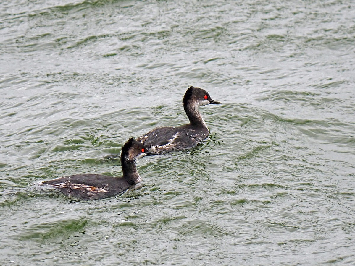 Eared Grebe - ML535135621