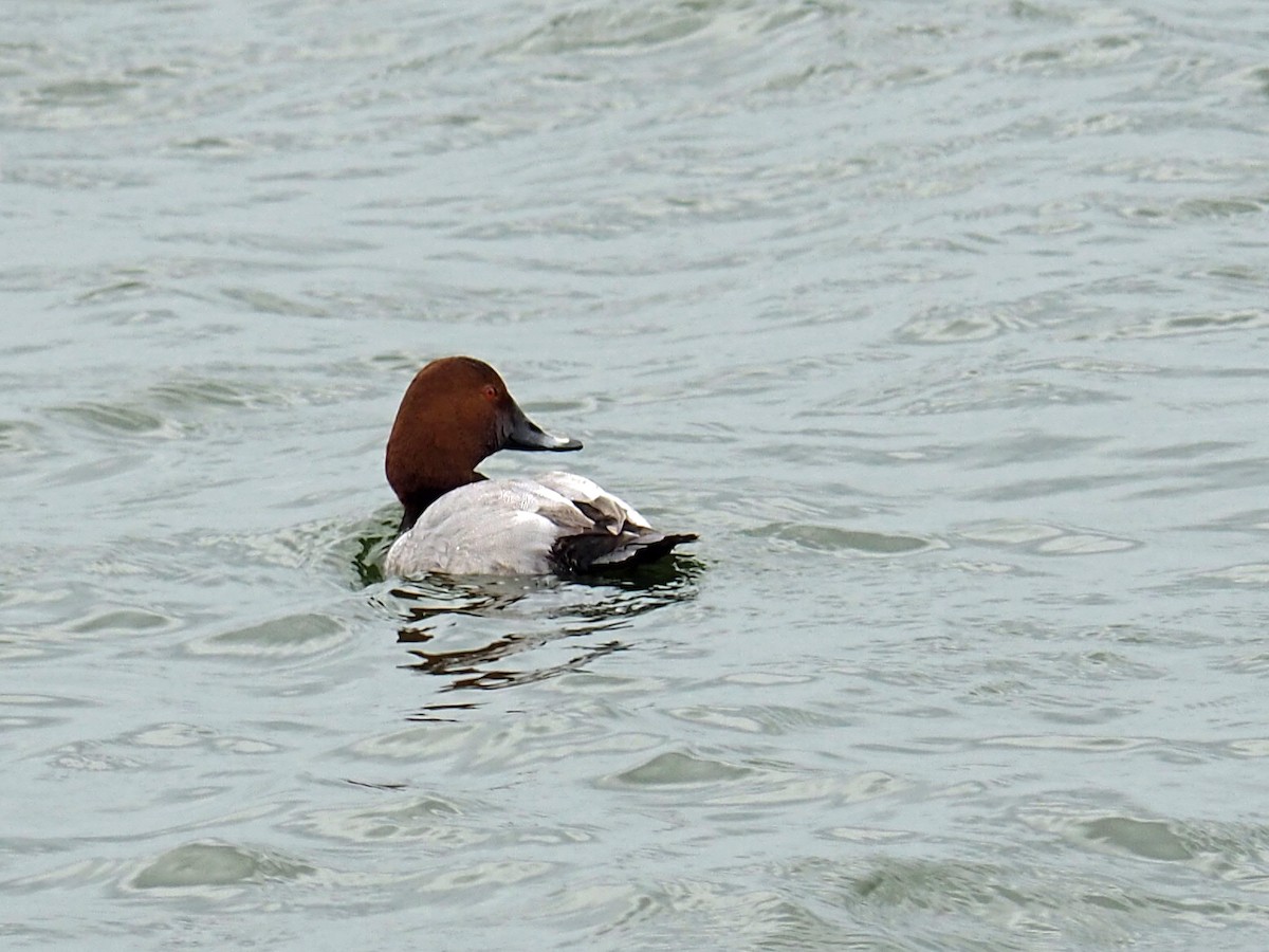 Common Pochard - ML535135991