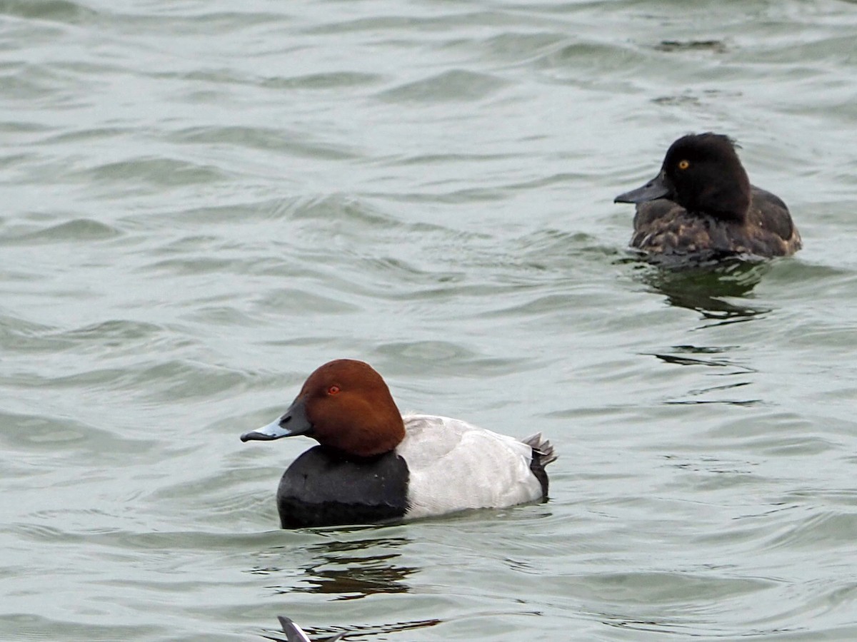 Common Pochard - ML535136001