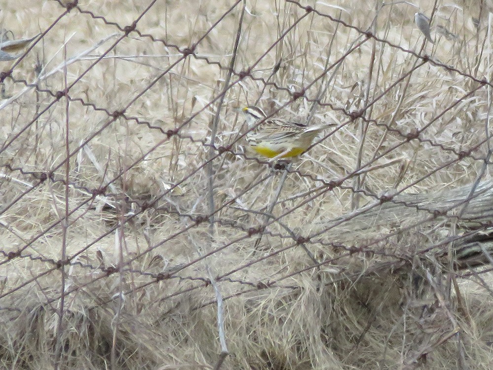 Eastern Meadowlark - ML53513621