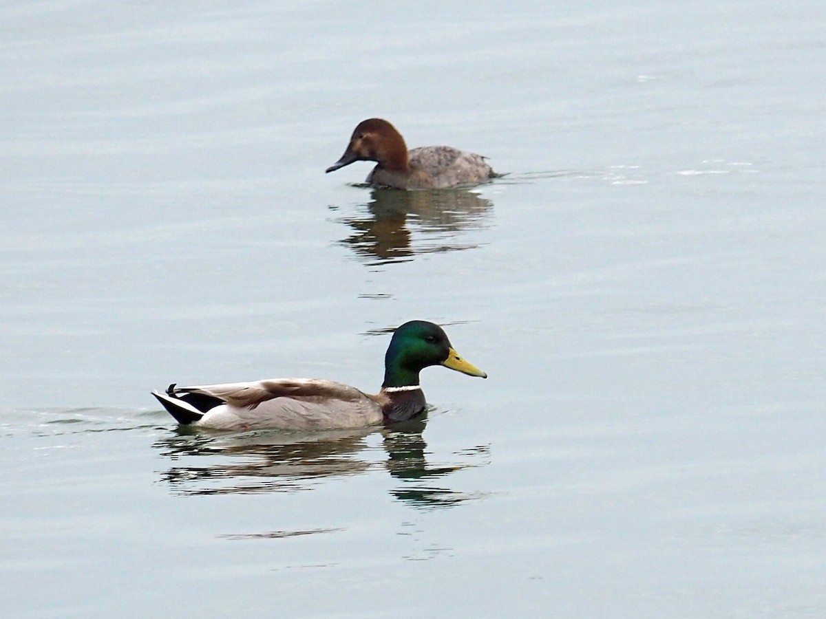 Mallard - Sergey Buben