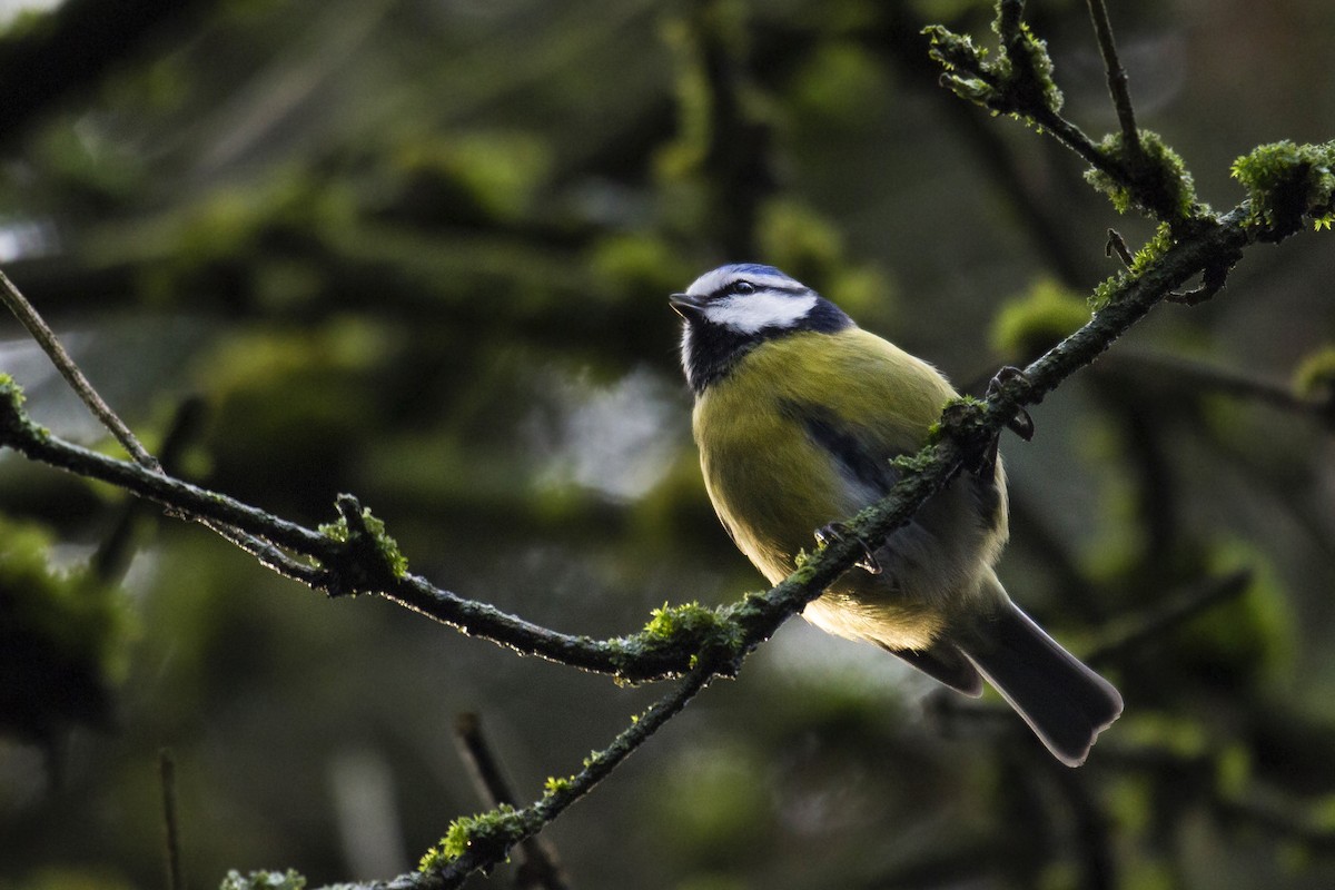 Mésange bleue - ML535137691