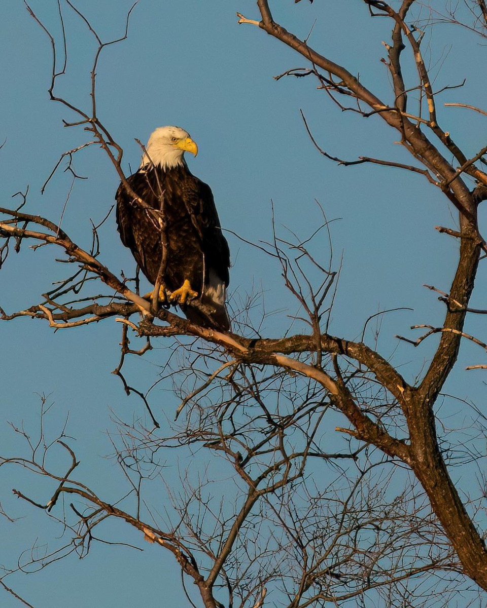 Bald Eagle - ML535137961