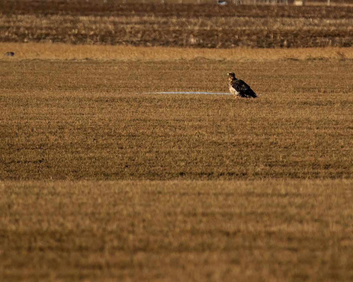 Bald Eagle - ML535137971