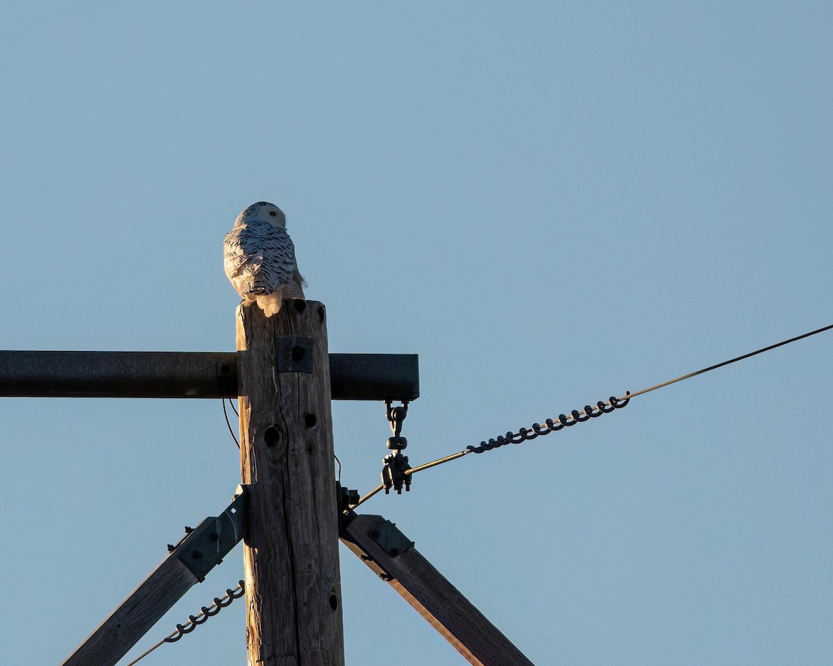 Snowy Owl - ML535138071