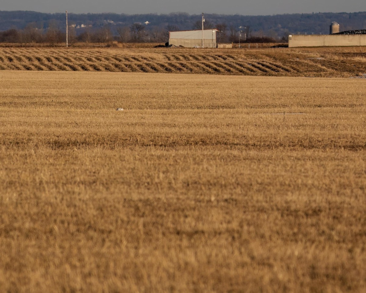 Snowy Owl - ML535138081