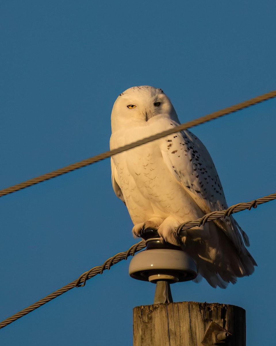 Snowy Owl - ML535138091