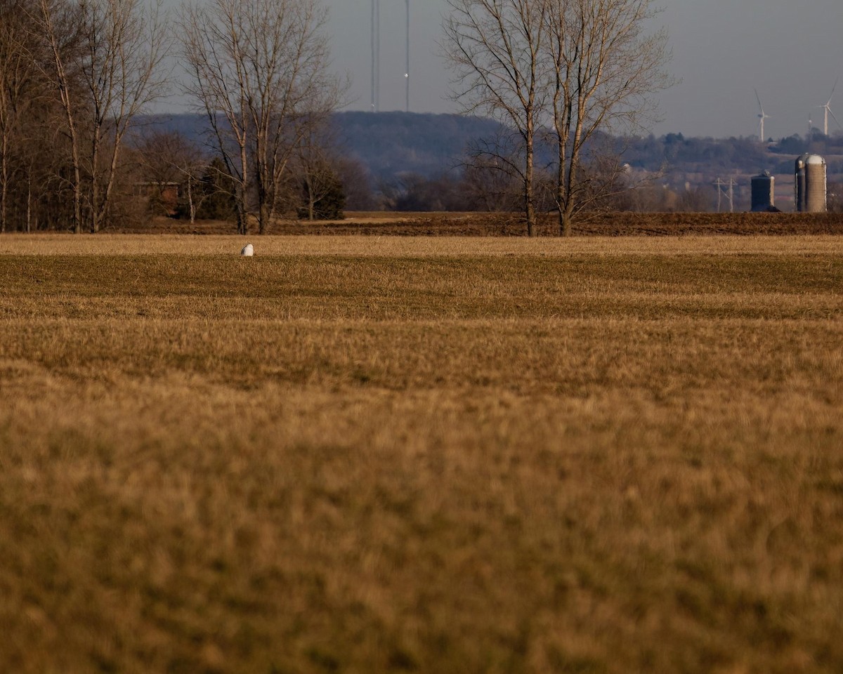 Snowy Owl - ML535138101