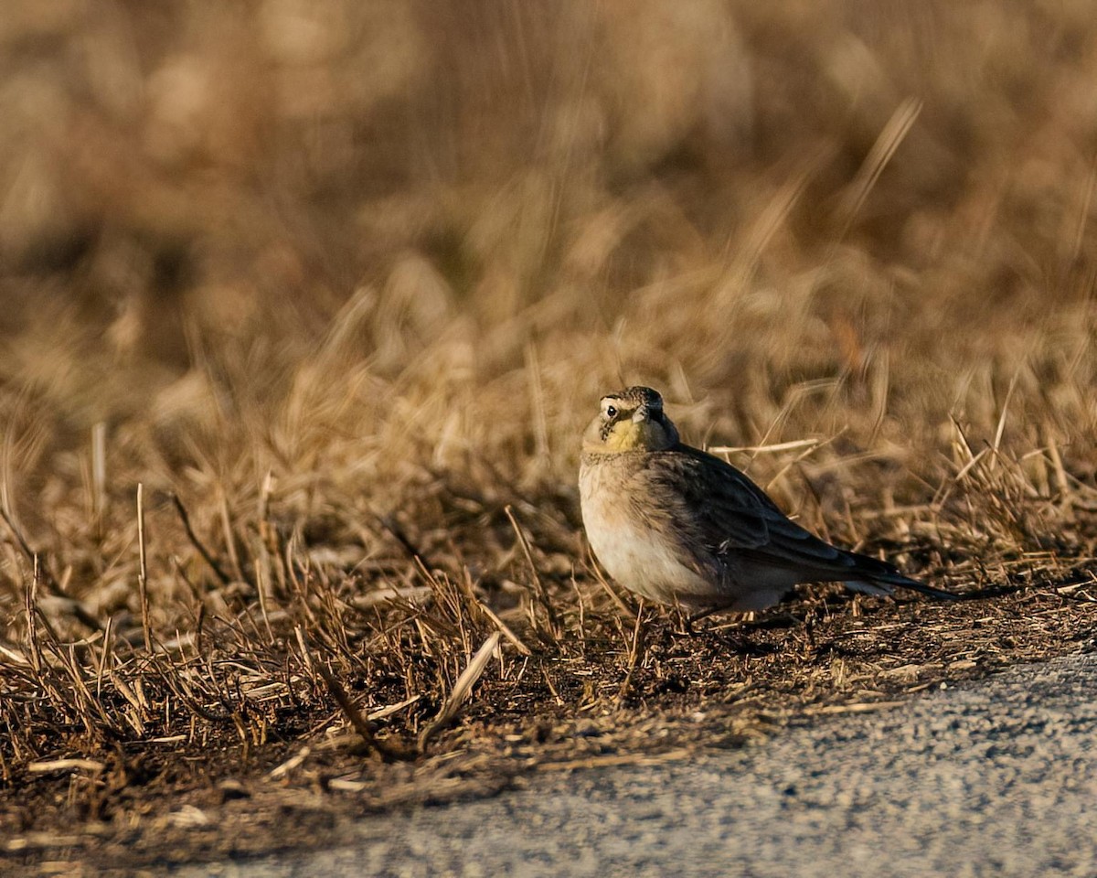 Horned Lark - ML535138191