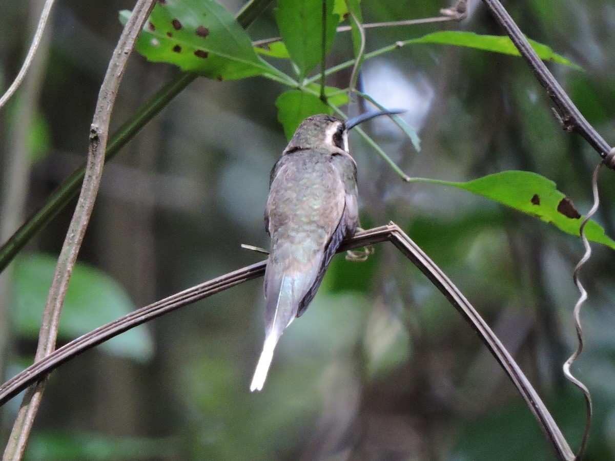kolibřík světlebřichý - ML535138241
