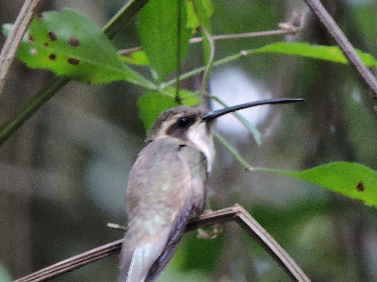kolibřík světlebřichý - ML535138251