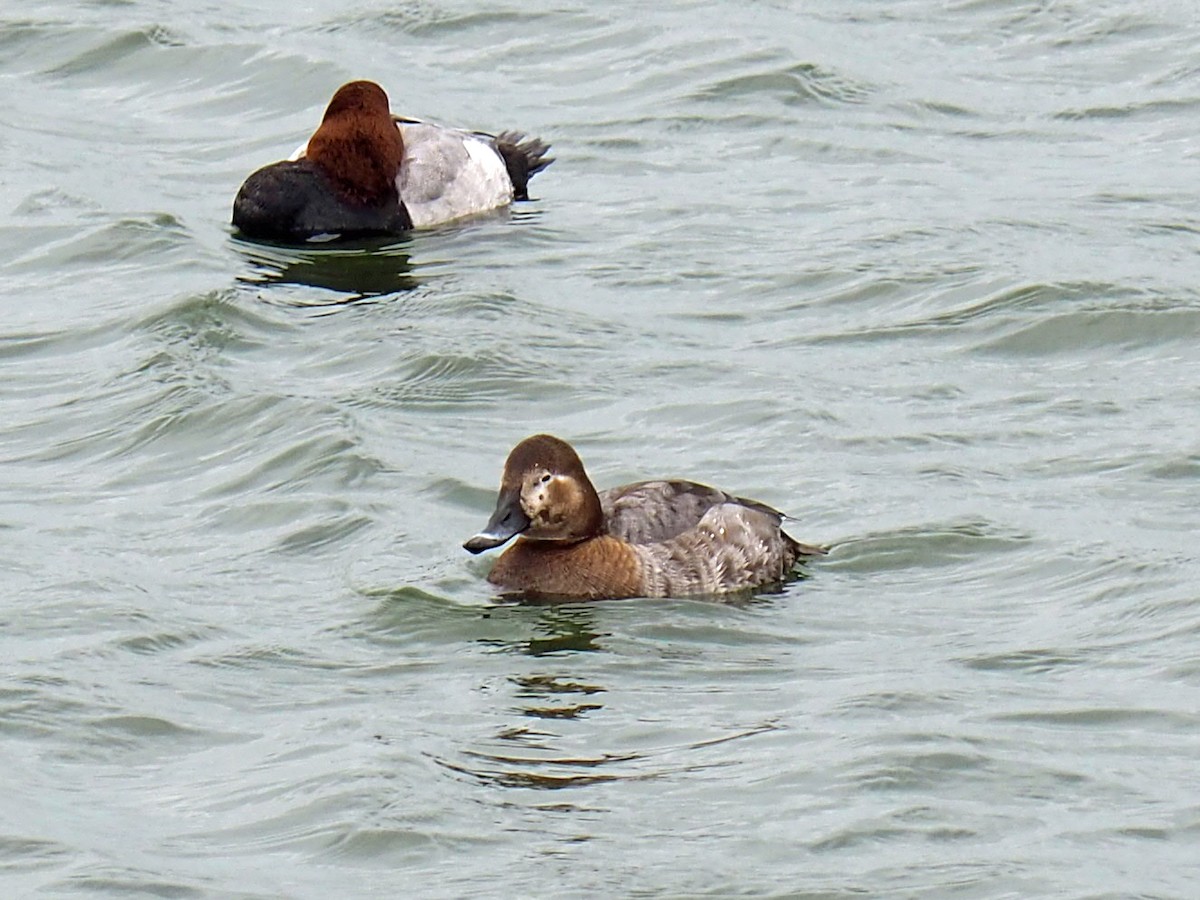 Common Pochard - ML535138911