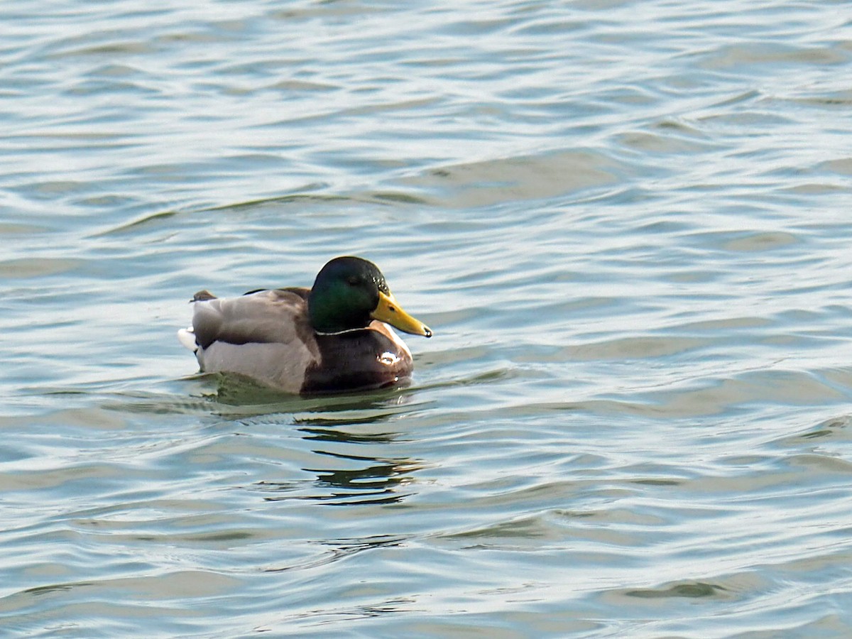 Canard colvert - ML535139461