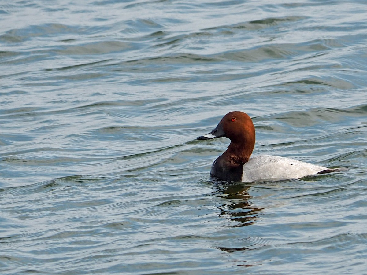 Common Pochard - ML535139521