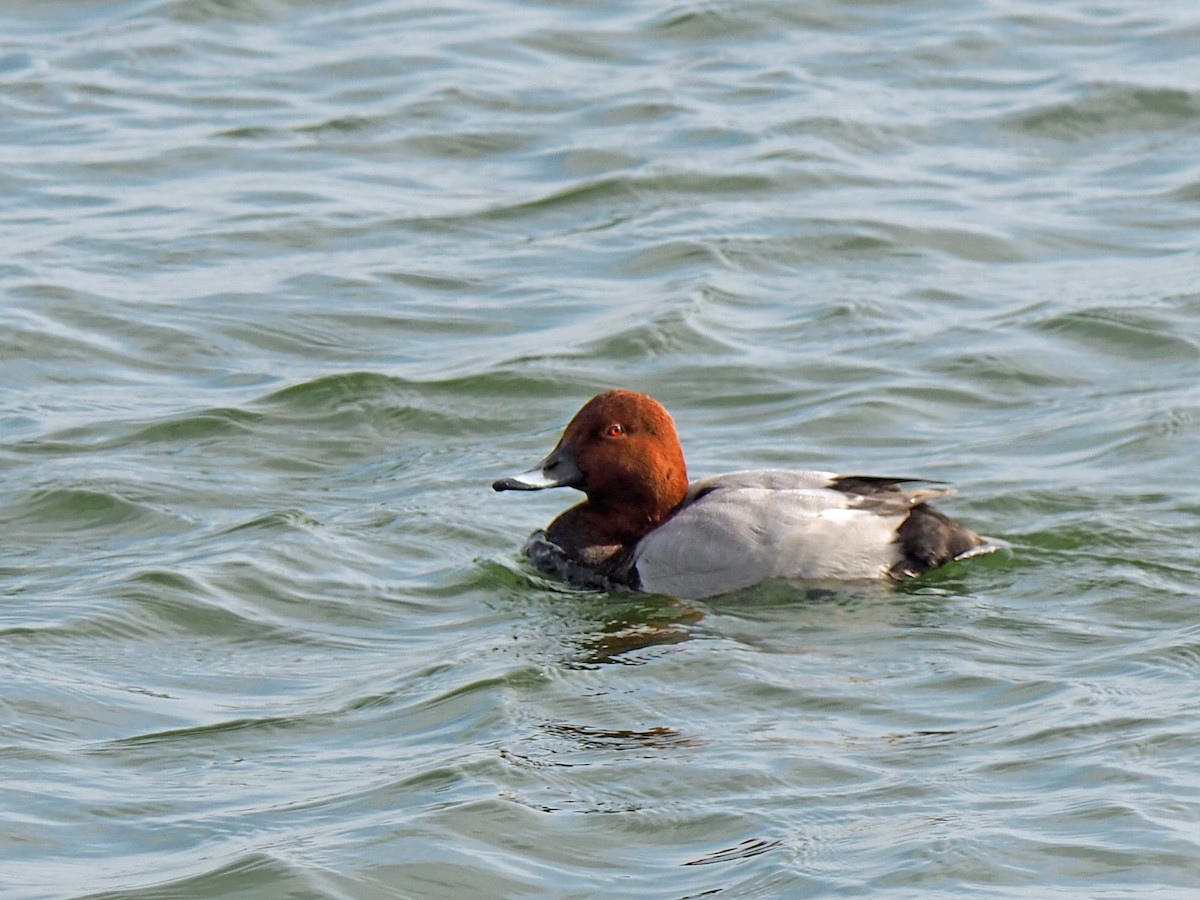 Common Pochard - ML535139571