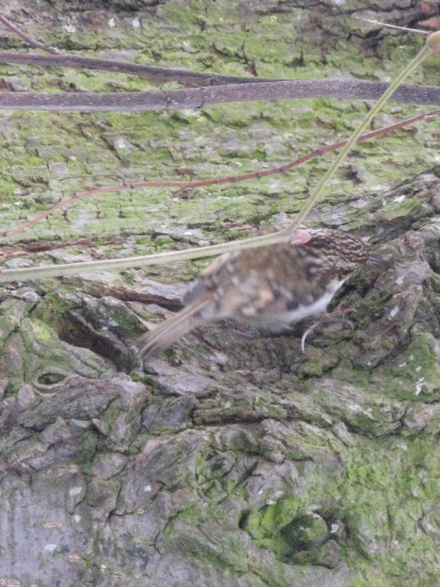 Eurasian Treecreeper - Stuart Nicholson