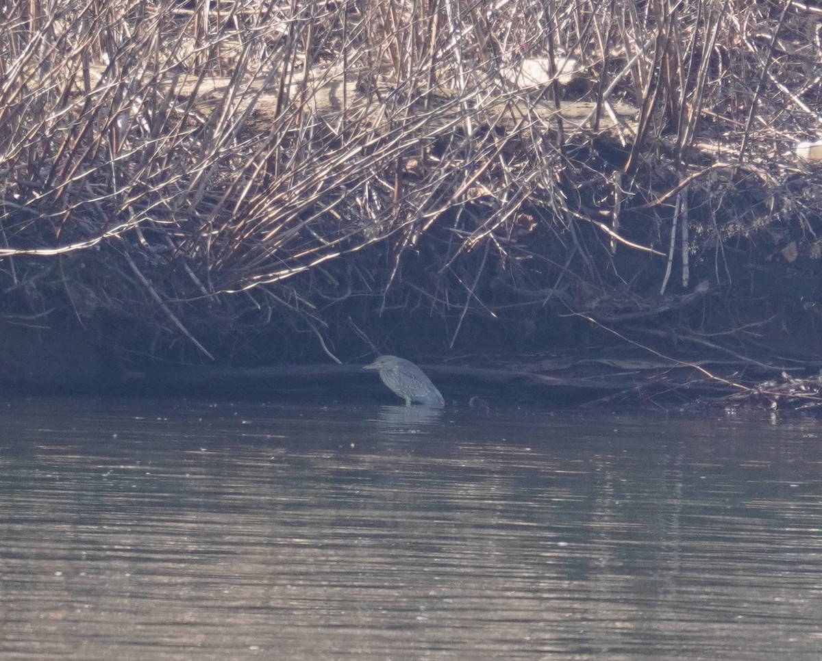 Black-crowned Night Heron - ML535140171