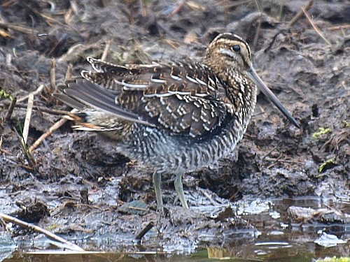 bekasina severoamerická - ML535140341