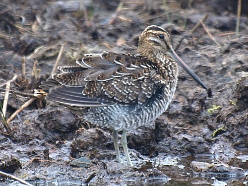 Wilson's Snipe - ML535140431