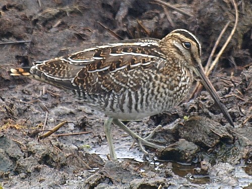 Wilson's Snipe - ML535140461