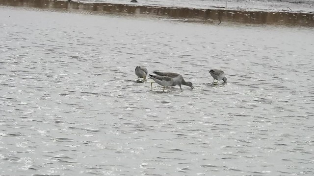 Greater Yellowlegs - ML535142081